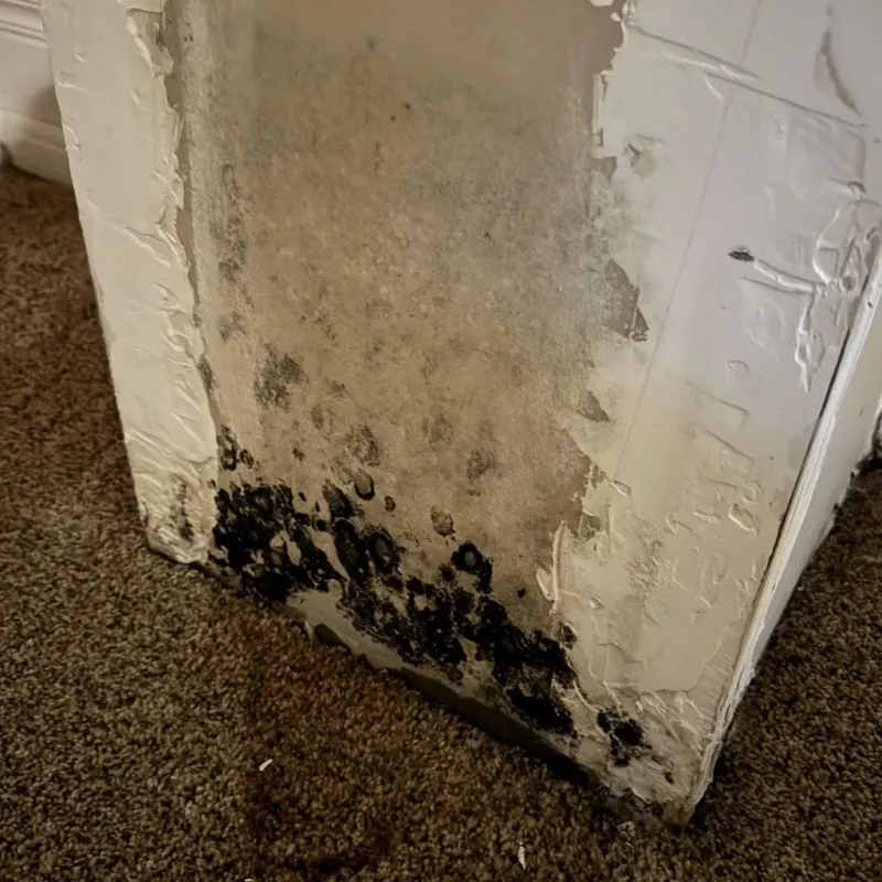 Professional Mold Removal in Haywood County, TN